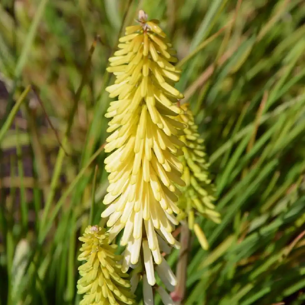 KNIPHOFIA 'Little Maid'