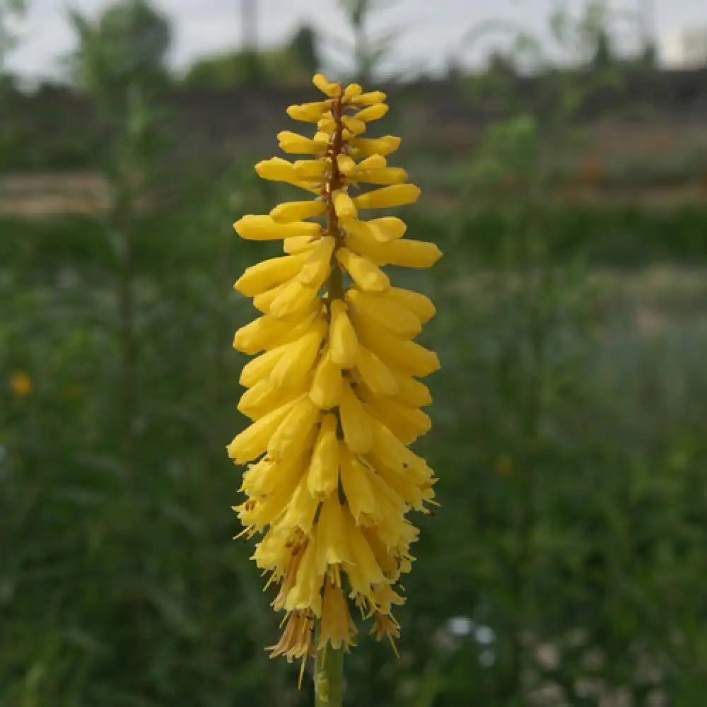 KNIPHOFIA 'Minister Verschuur'