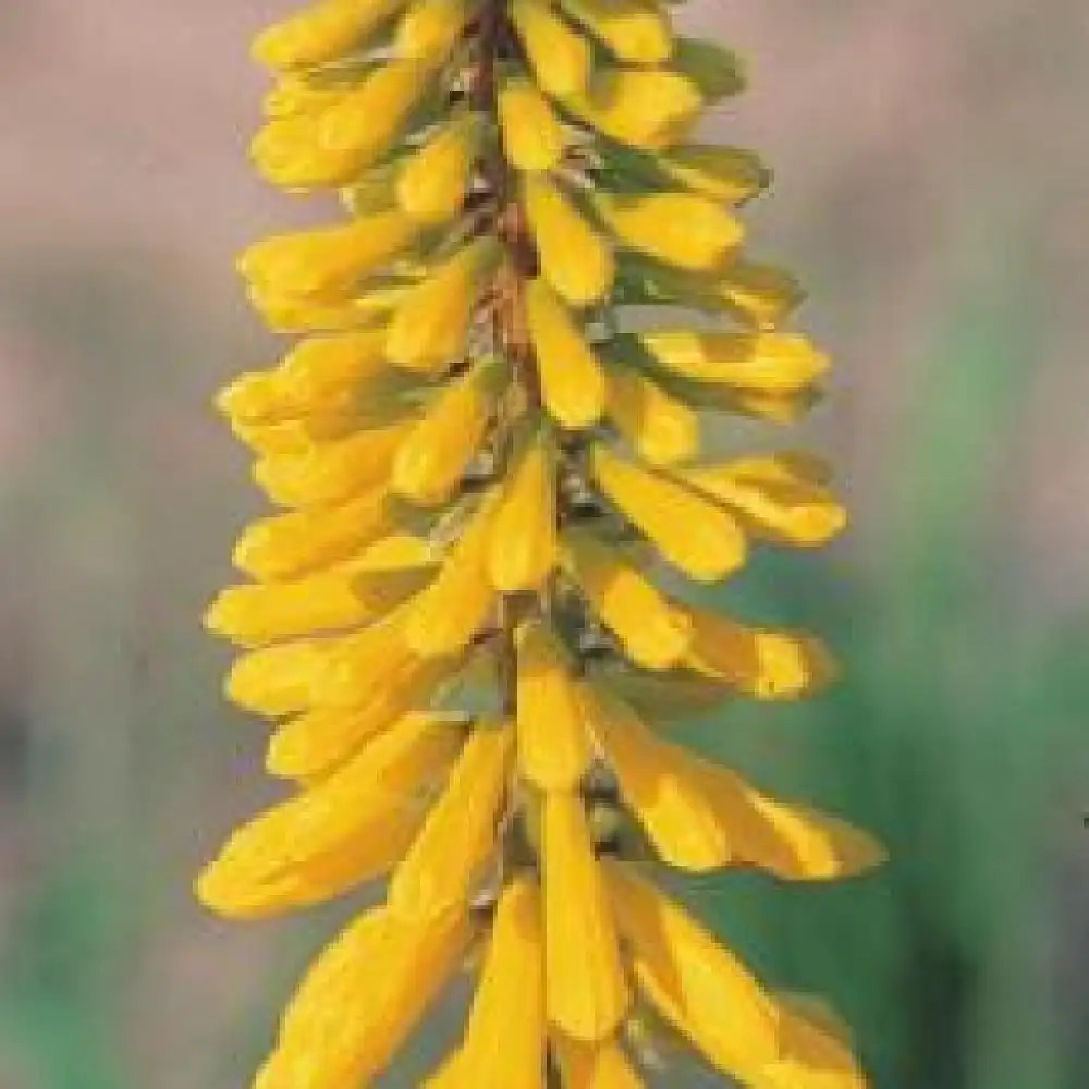 KNIPHOFIA 'Minister Verschuur'