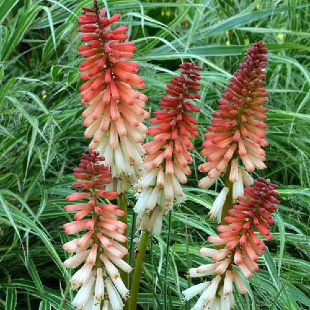 KNIPHOFIA 'Orange Vanilla Popsicle'®