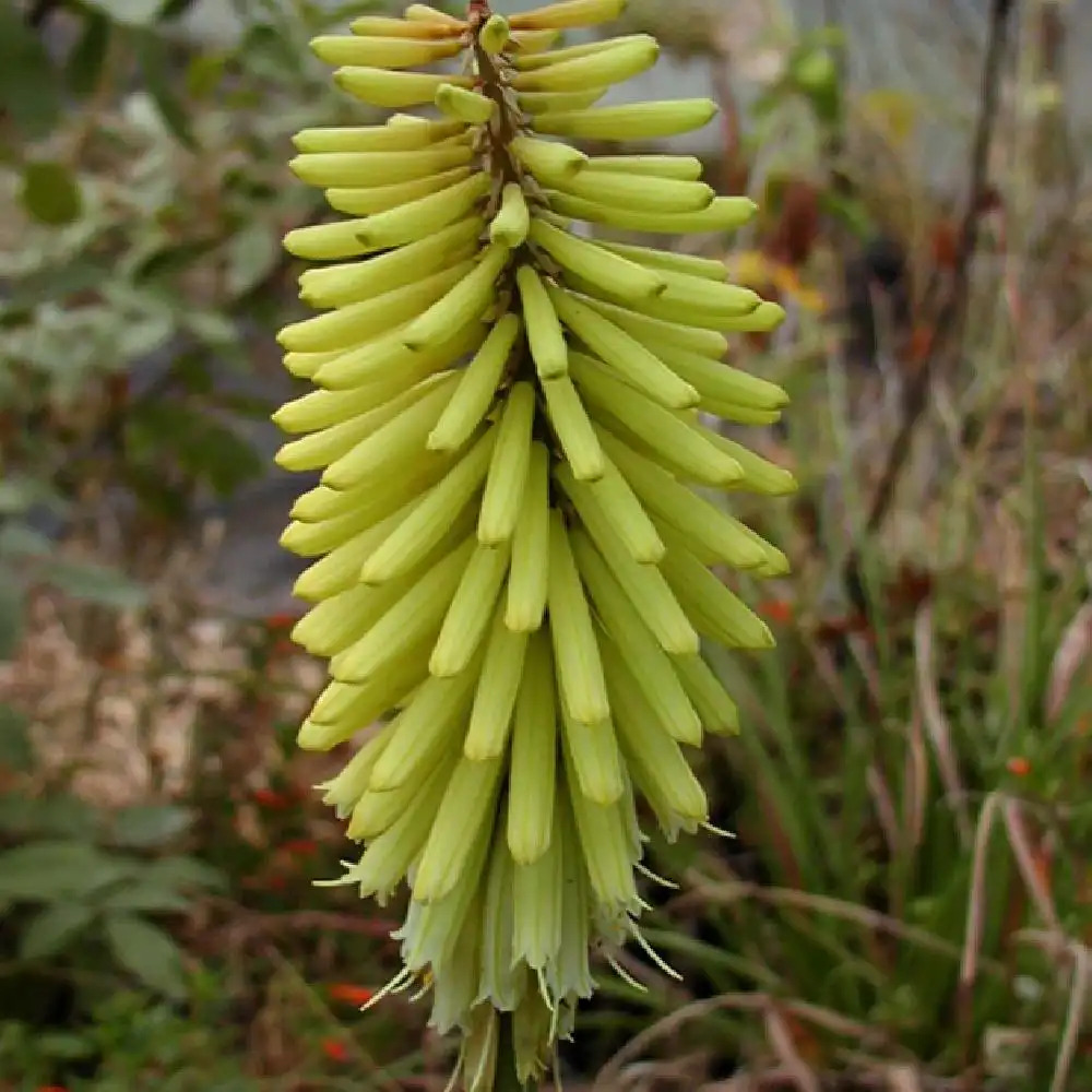 KNIPHOFIA 'Percy's Pride'