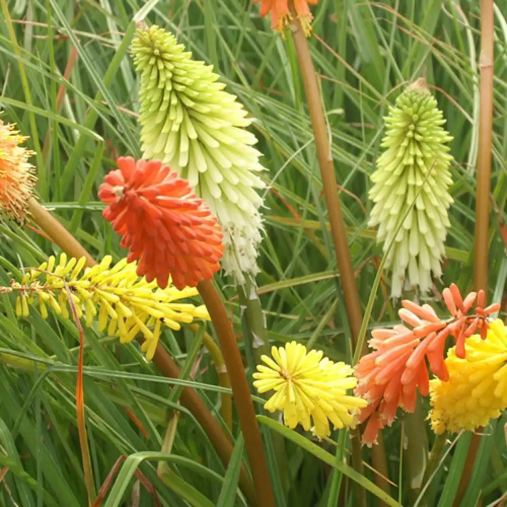KNIPHOFIA uvaria 'Border Ballet'
