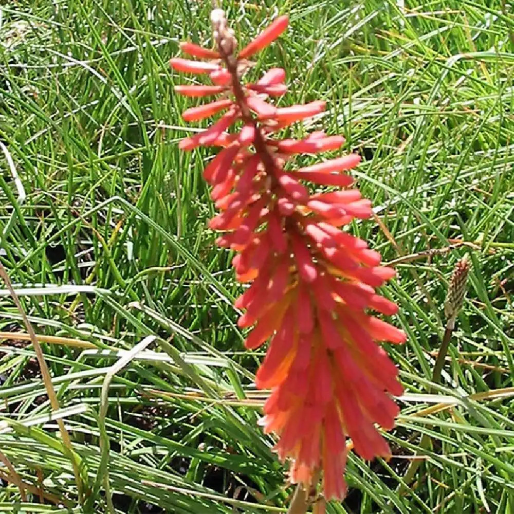 KNIPHOFIA uvaria 'Border Ballet'