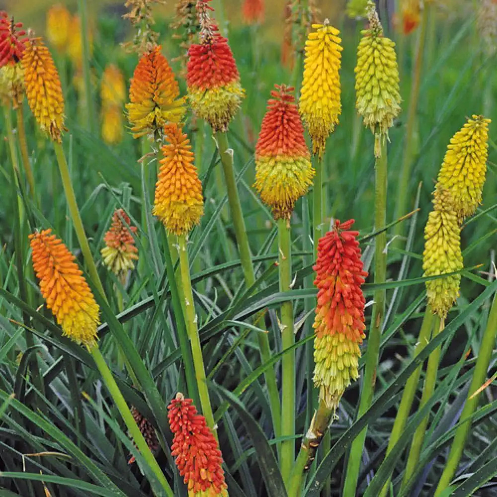 KNIPHOFIA uvaria 'Grandiflora'