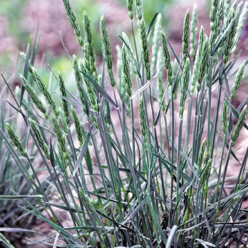 KOELERIA vallesiana 'Mountain Breeze'