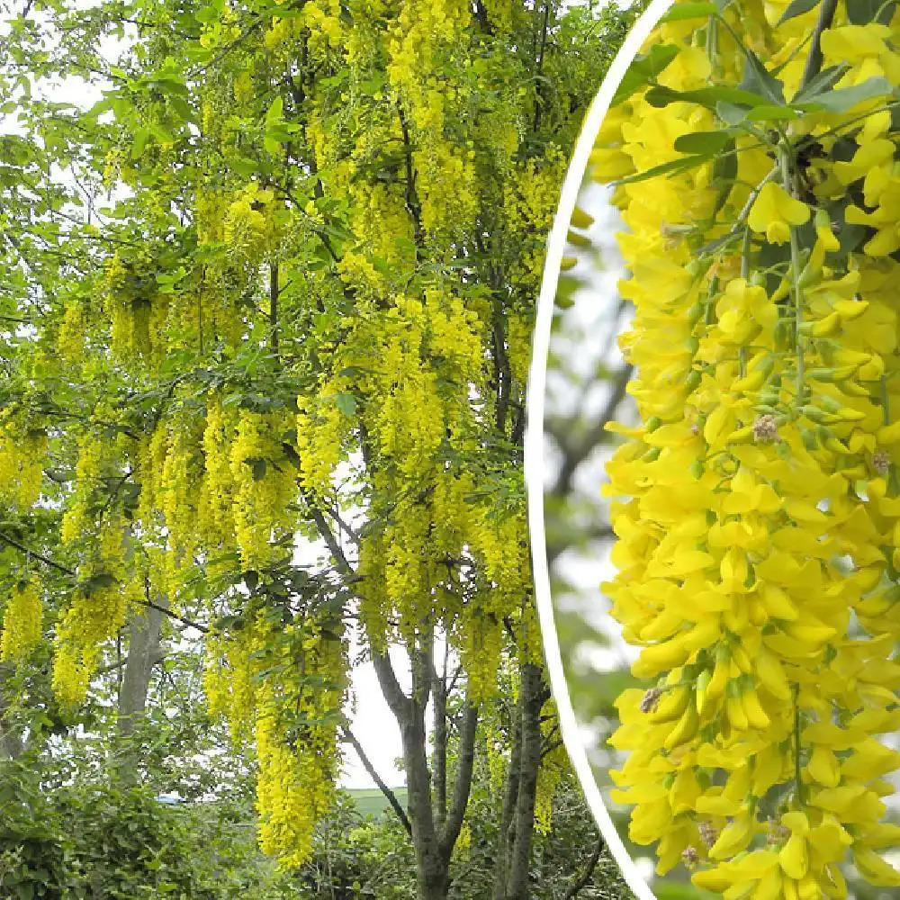 LABURNUM x watereri 'Vossii'