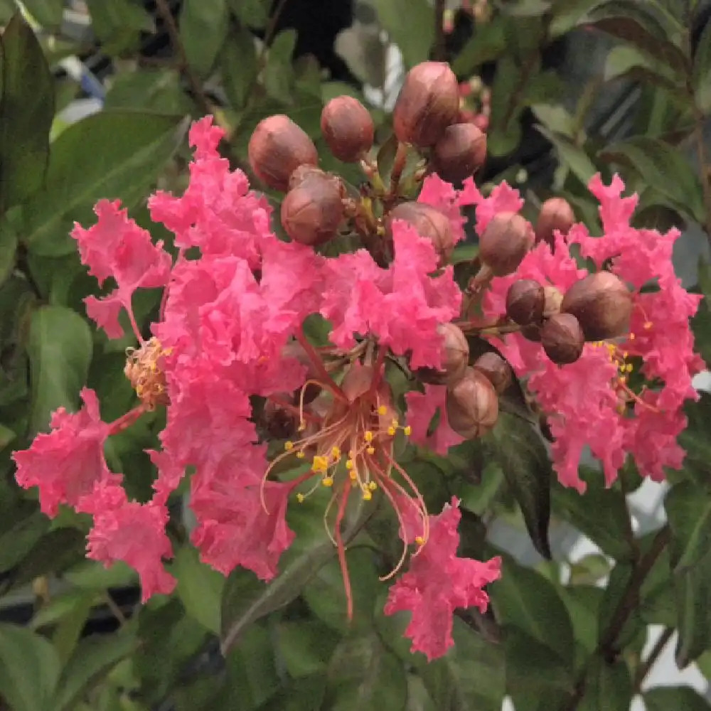 LAGERSTROEMIA indica 'Coccinea'