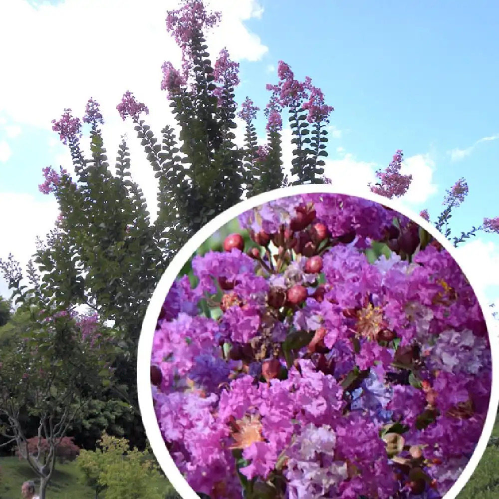 LAGERSTROEMIA indica 'Violet d'été'