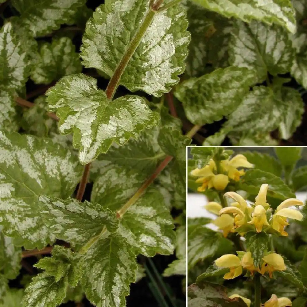 LAMIUM galeobdolon 'Florentinum'