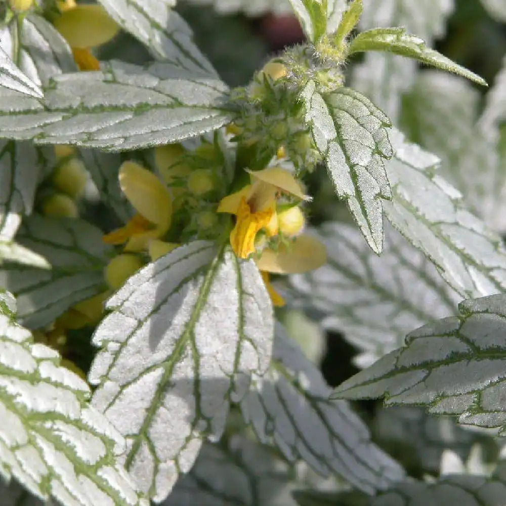 LAMIUM galeobdolon 'Silberteppich' (Silver Carpet)