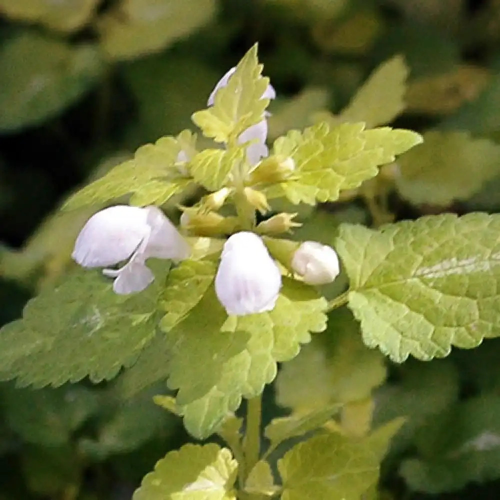 LAMIUM maculatum 'Aureum'