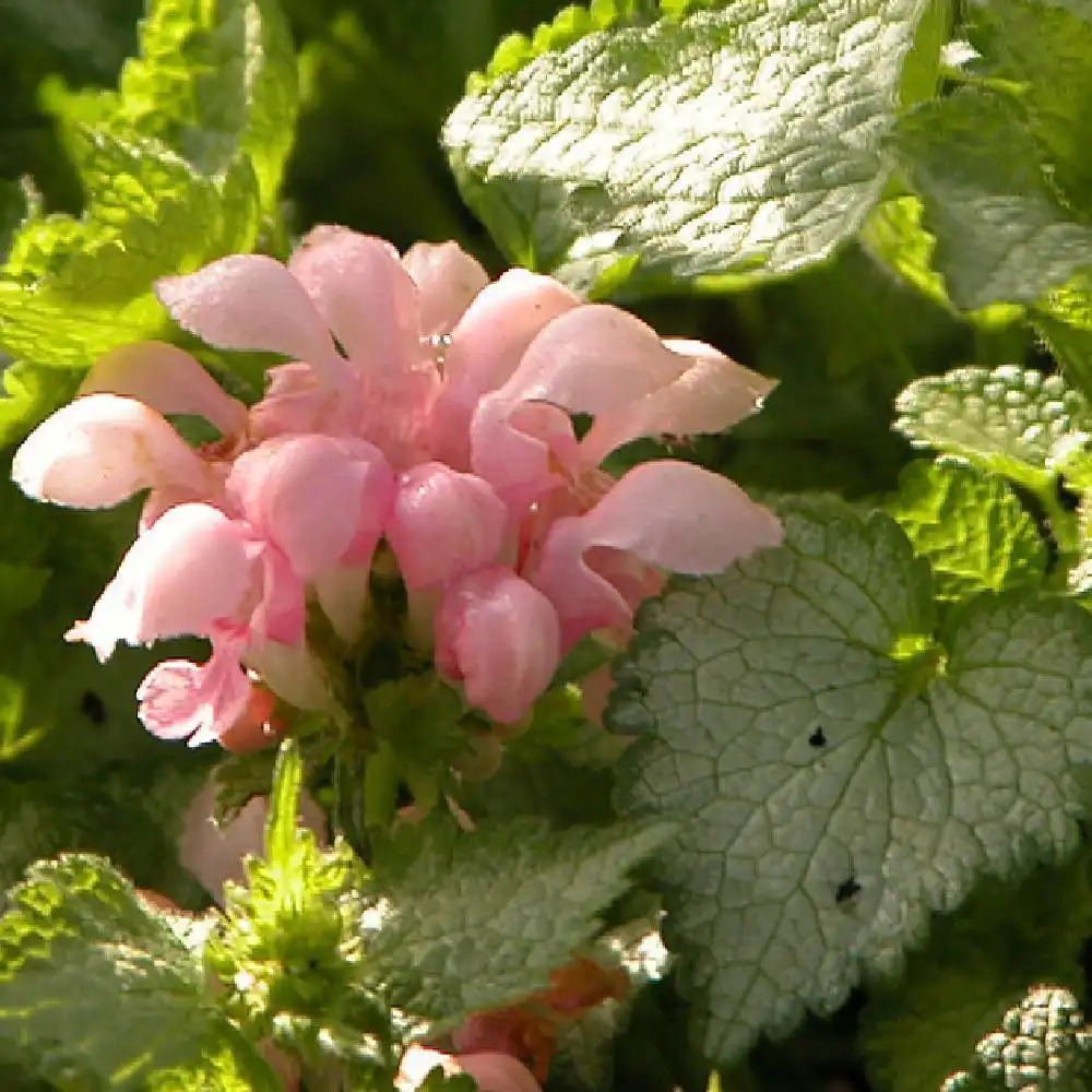 LAMIUM maculatum 'Pink Pewter'