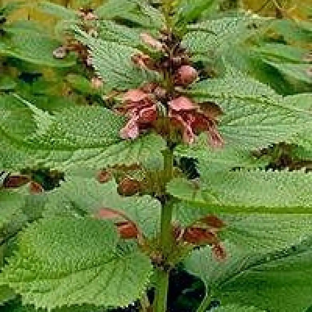 LAMIUM orvala