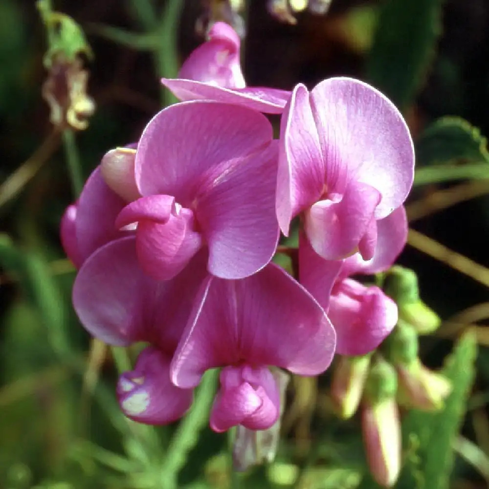 LATHYRUS latifolius 'Pink Pearl'