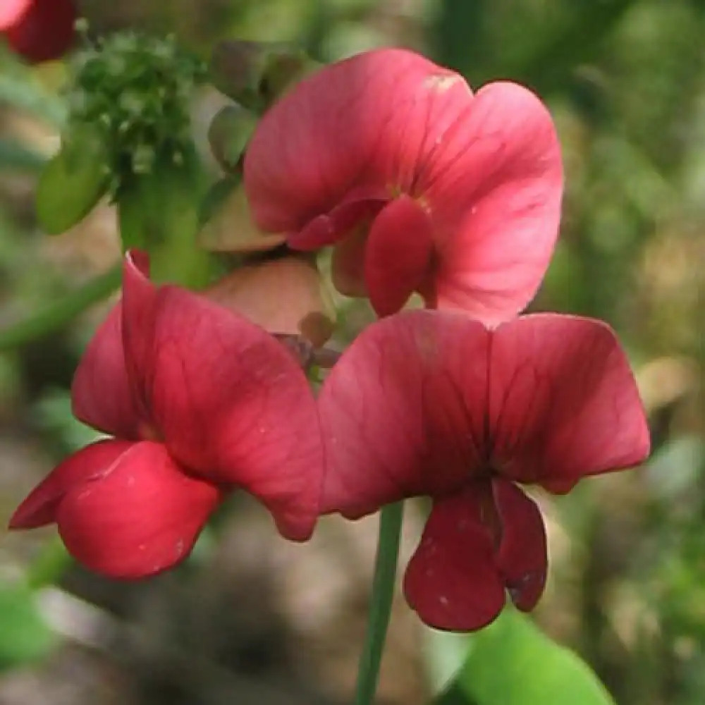 LATHYRUS latifolius 'Red Pearl'