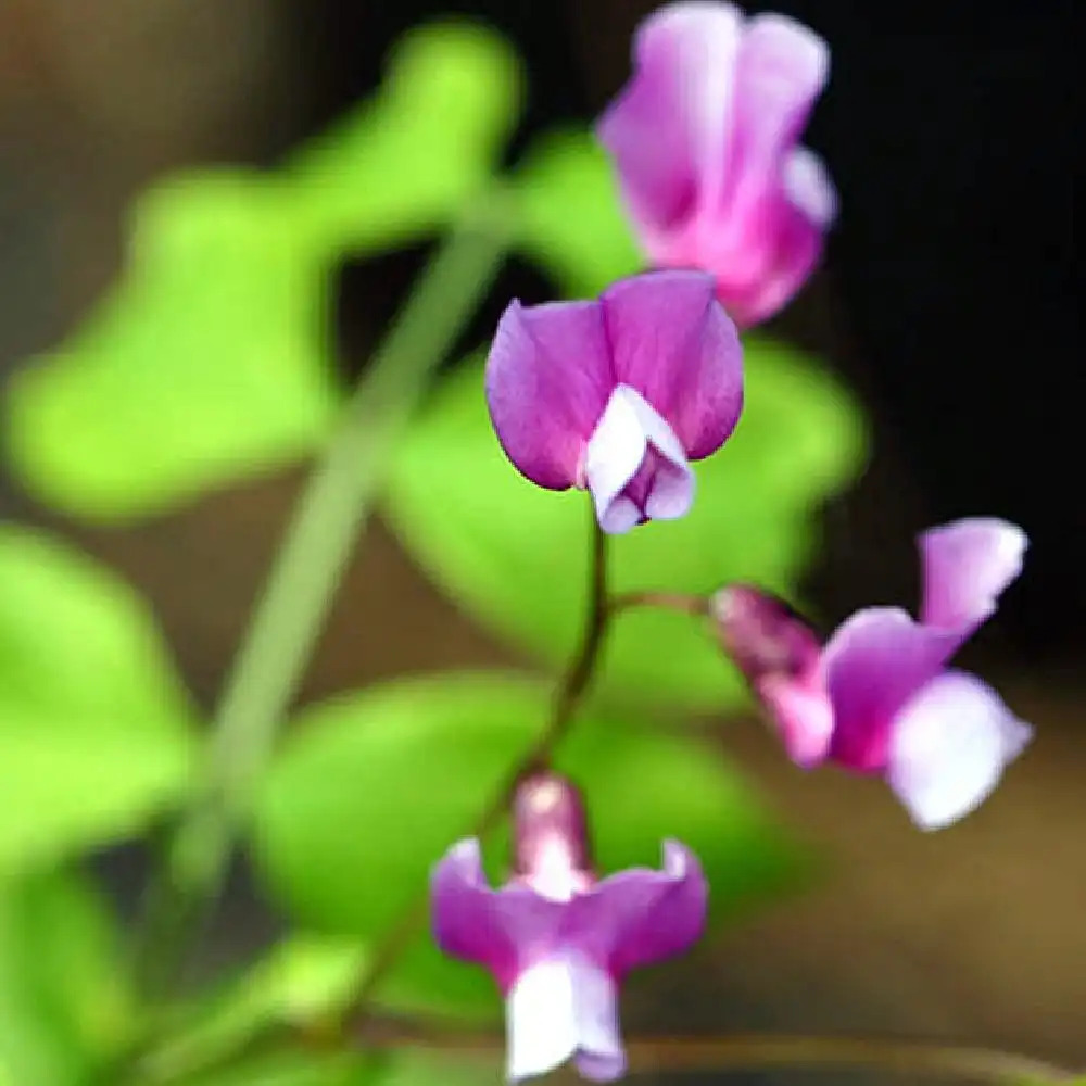 LATHYRUS vernus