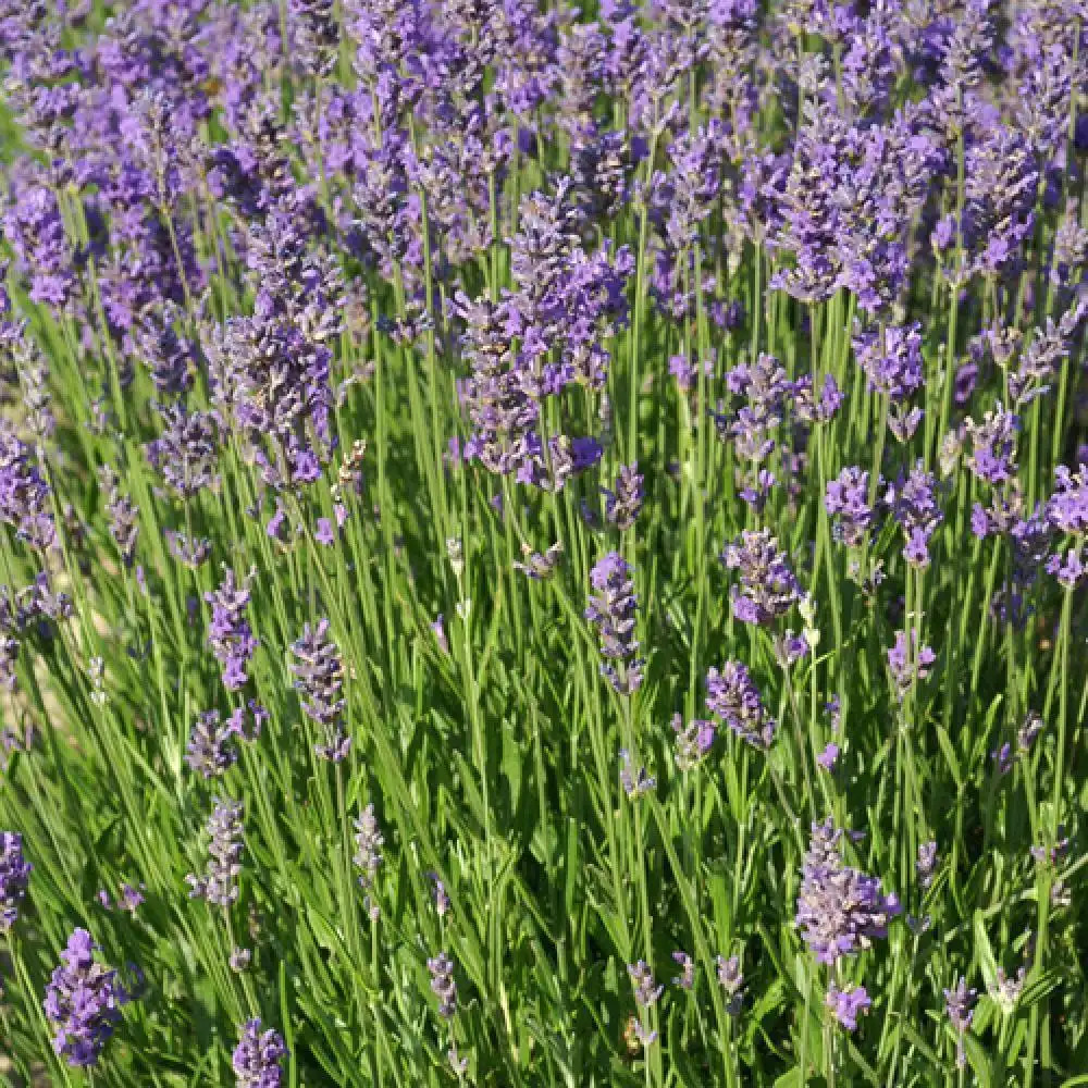 Lavande (Lavandula angustifolia) : plantation, taille, entretien