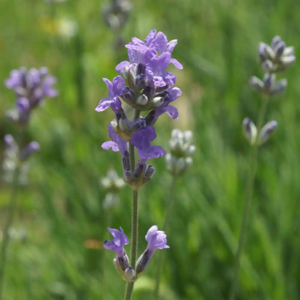 LAVANDULA angustifolia 'Dwarf Blue'