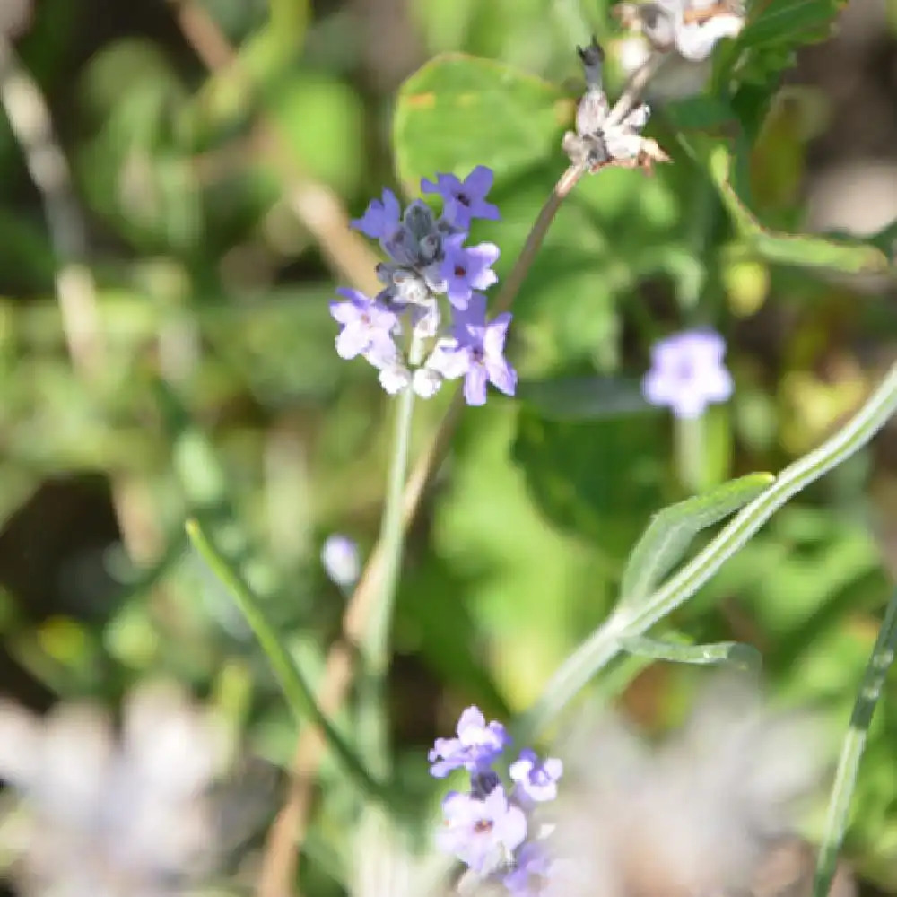 Lavandula angustifolia 'Hidcote Blue' (Lavande vraie)