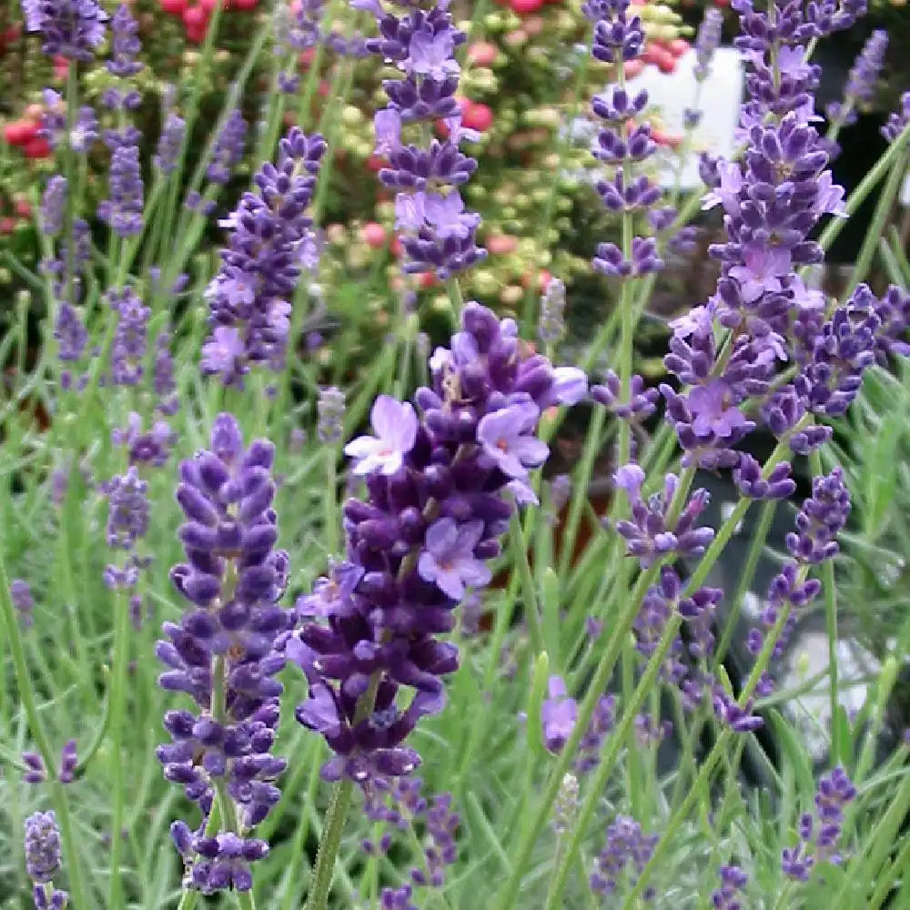 LAVANDULA angustifolia 'Hidcote'