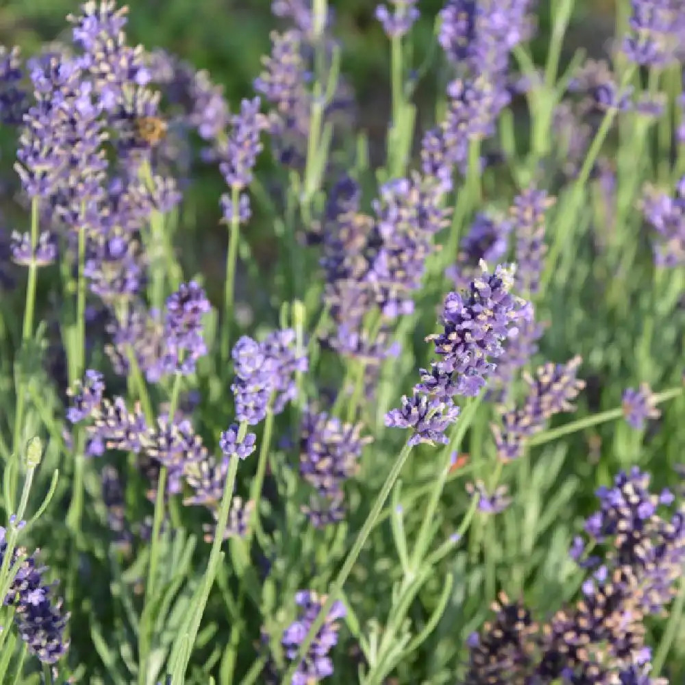 LAVANDULA angustifolia 'Hidcote' - Lavande vraie - Lavande fine -  pépinières Lepage Bretagne Bord de mer