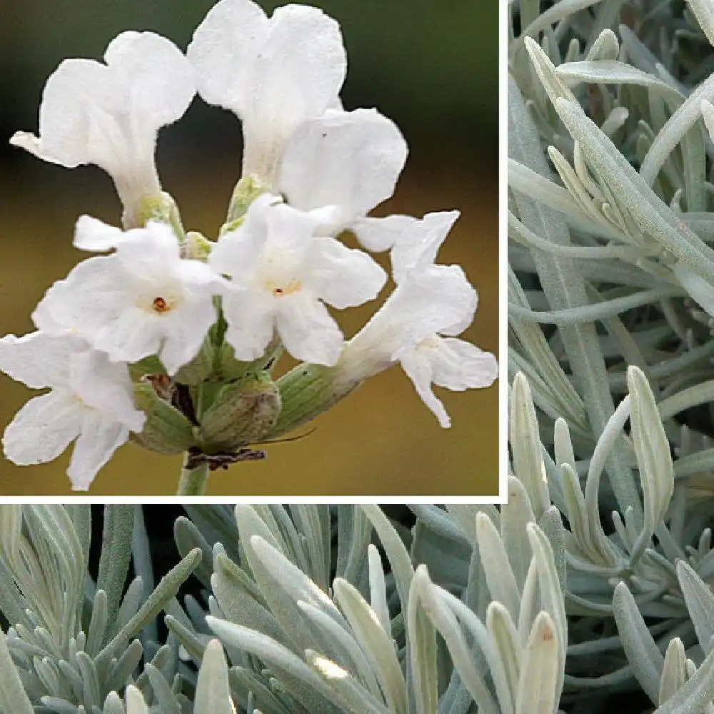 LAVANDULA angustifolia 'Nana Alba'