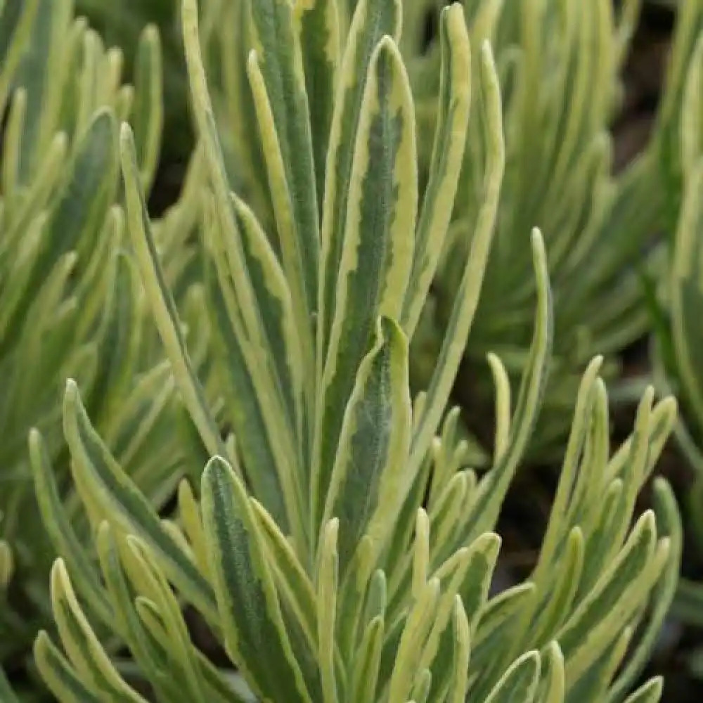 LAVANDULA angustifolia 'Platinum Blonde' ®