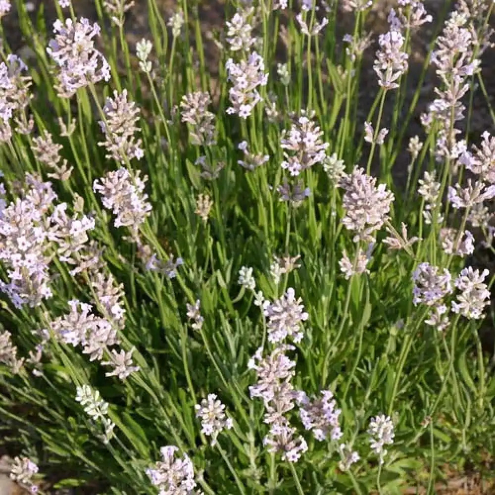 LAVANDULA angustifolia 'Rosea'