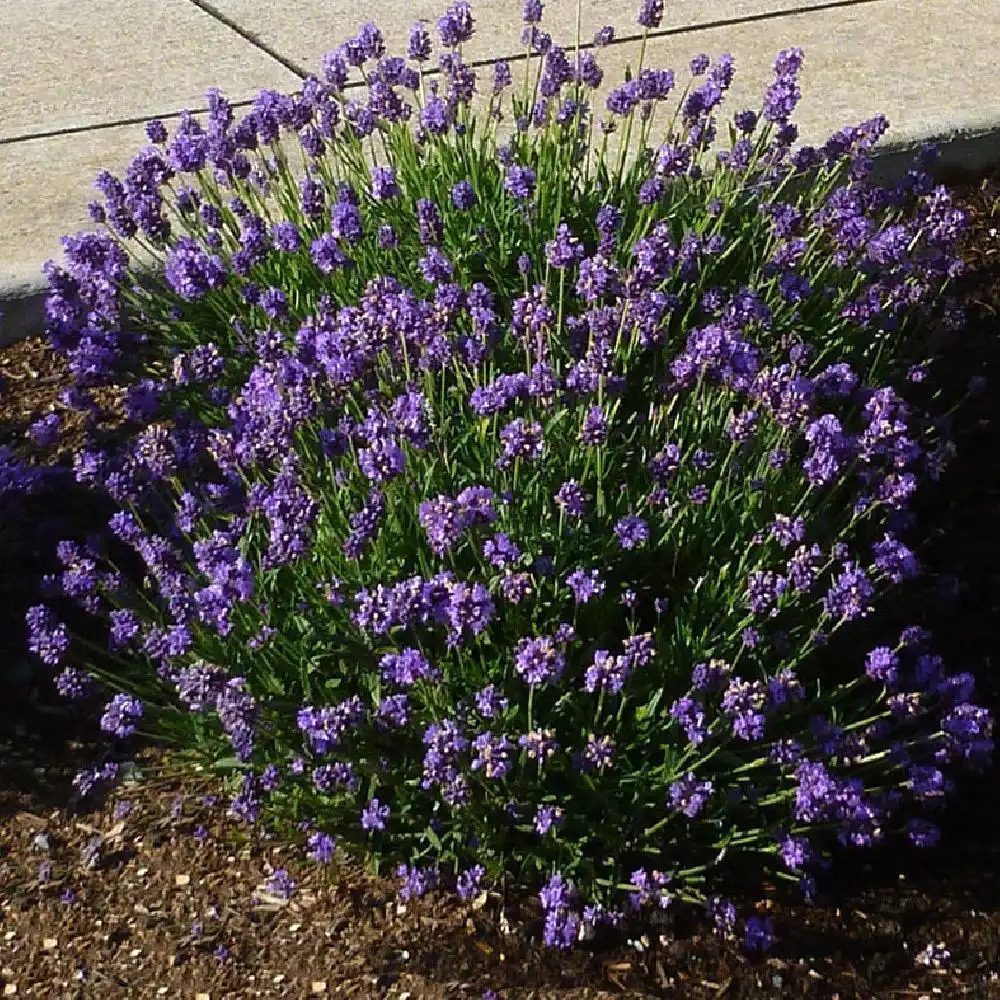 LAVANDULA angustifolia 'Thumbellina Leigh'®