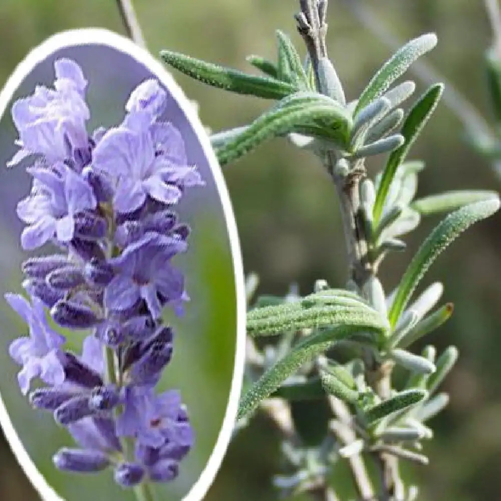 LAVANDULA angustifolia (vera)