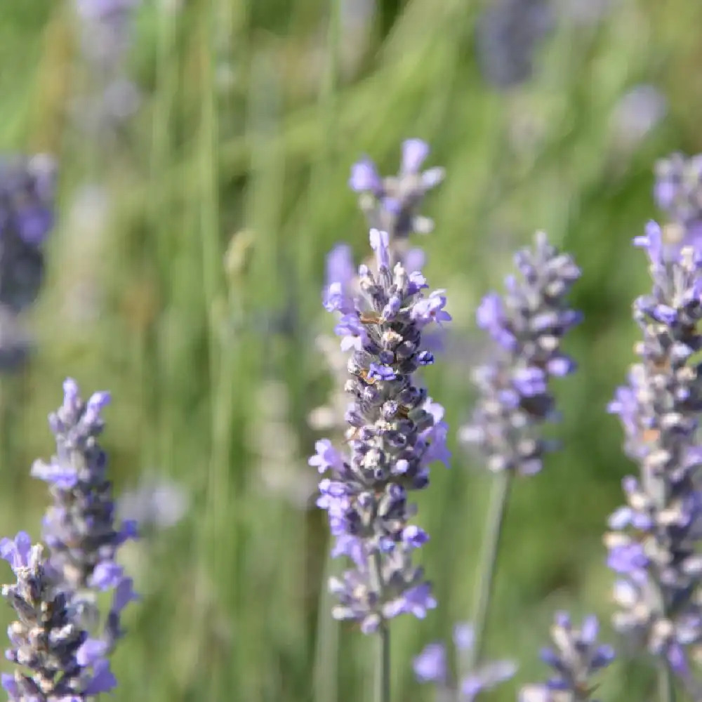 LAVANDULA angustifolia (vera) - Lavande vraie - Lavande fine - pépinières  Lepage Bretagne Bord de mer