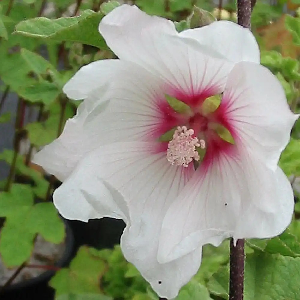 LAVATERA x clementii 'Barnsley'