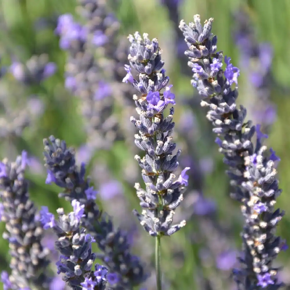 LAVANDULA 'Bleu des Collines'