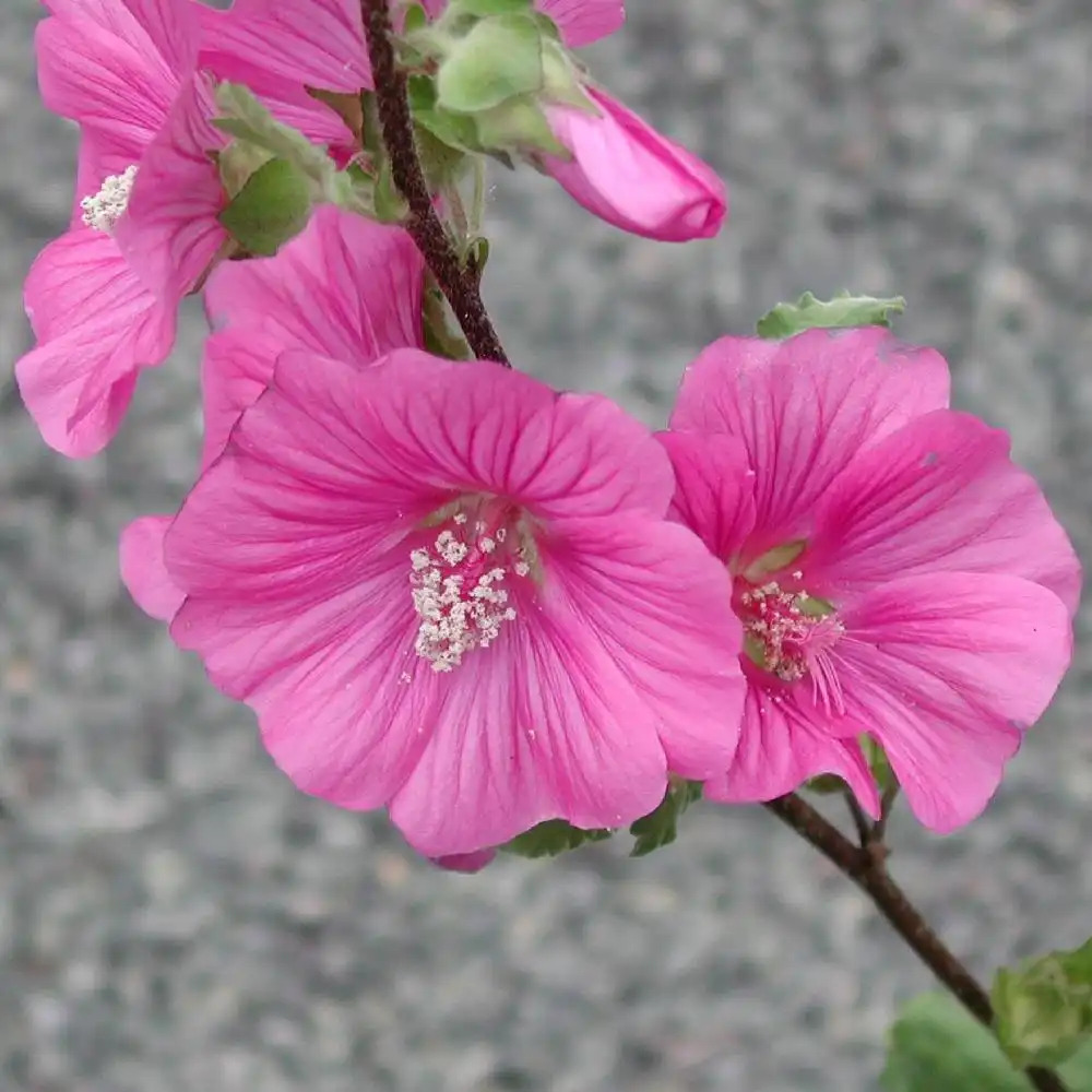 LAVATERA x clementii 'Bredon Springs'