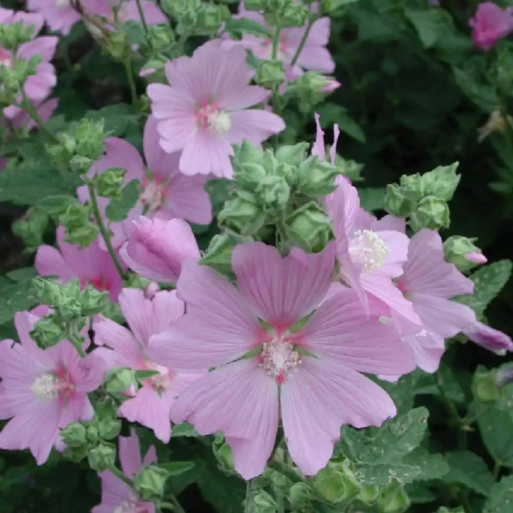 LAVATERA 'Candy Floss'