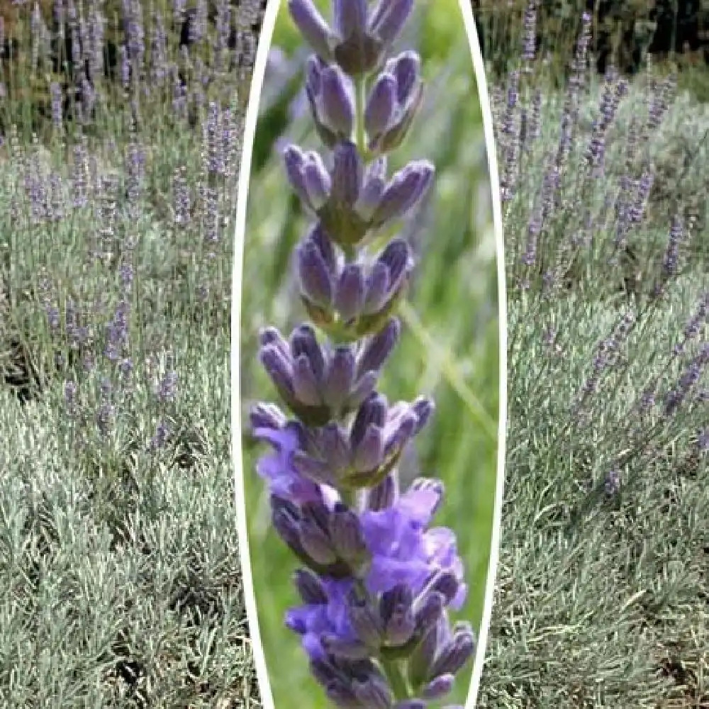 LAVANDULA x intermedia 'Dutch'