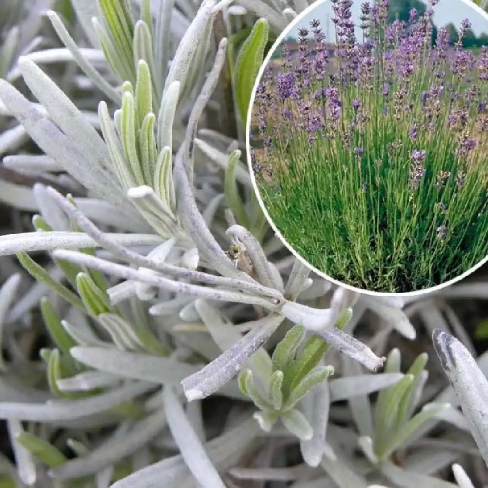 Lavande Angustifolia Munstead à fleurs violettes. Le pot de 3 litres :  Lavandes BOTANIC jardin - botanic®