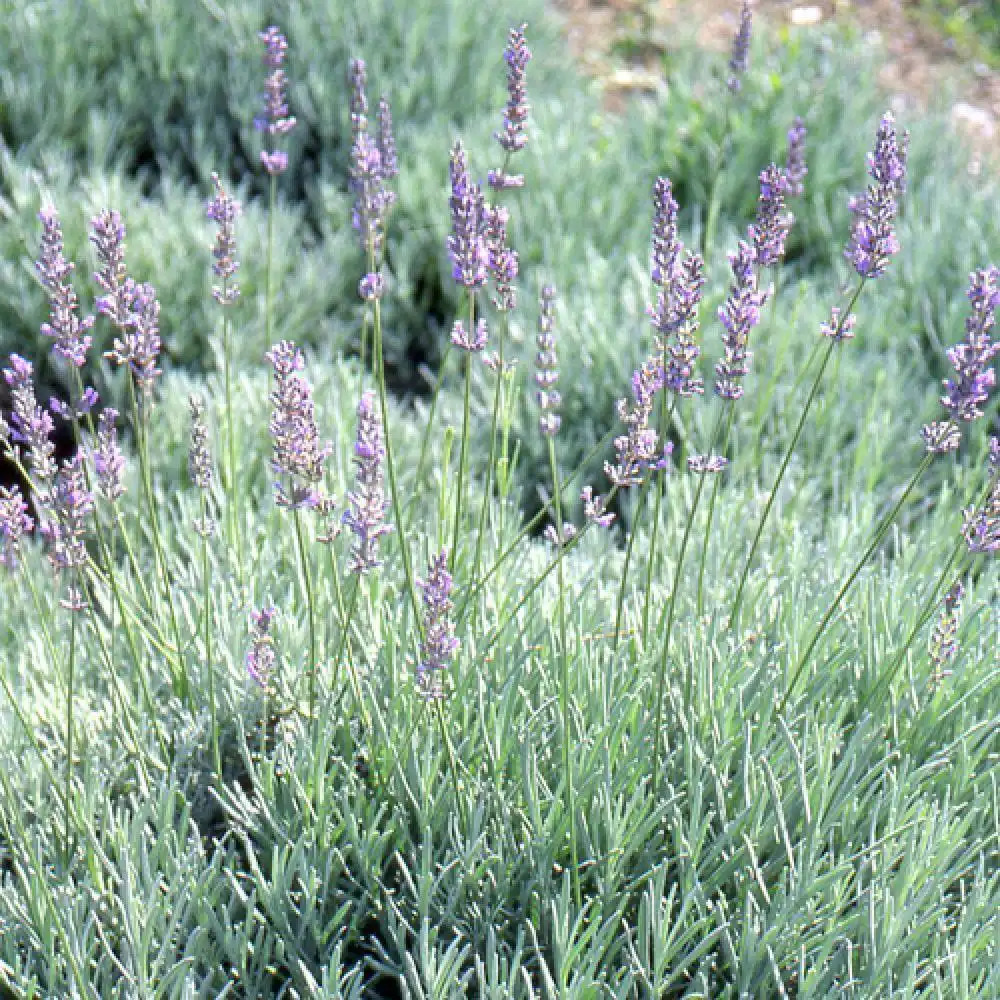 LAVANDULA x intermedia 'Grappenhall'