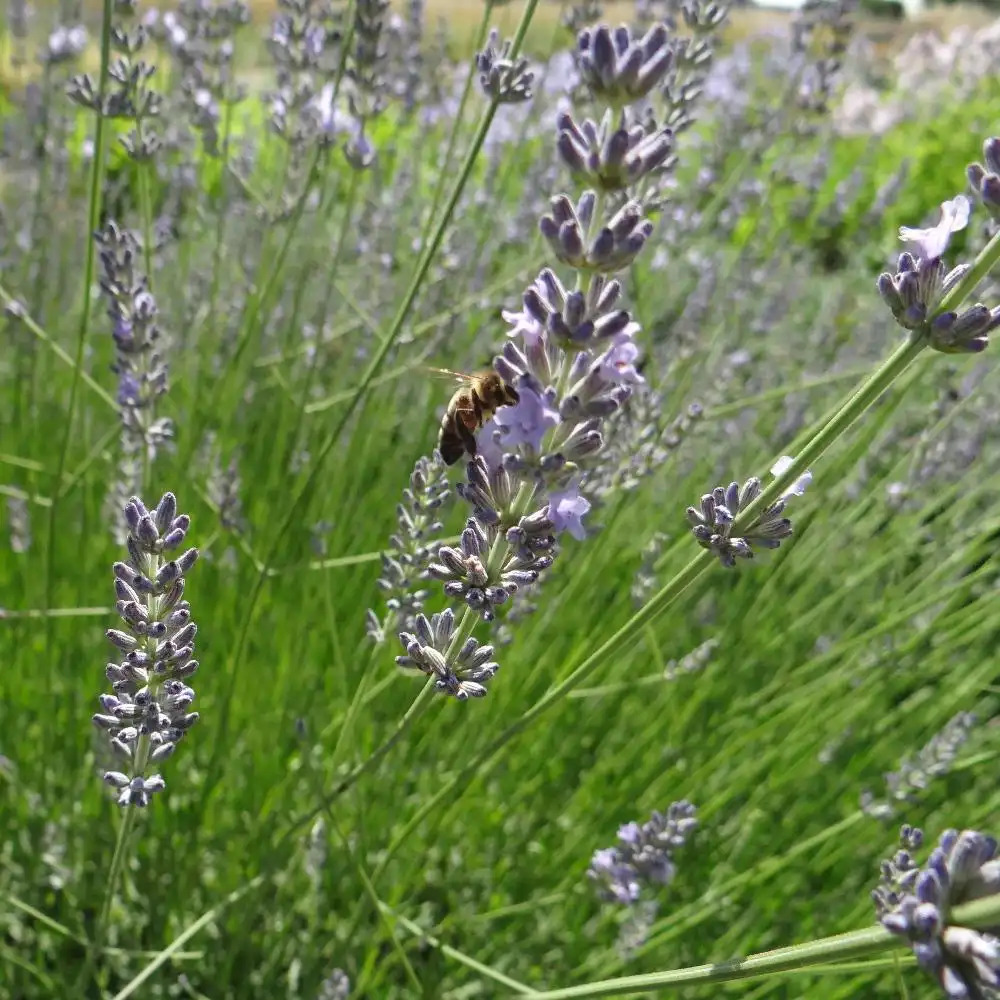 LAVANDULA x intermedia 'Silver'