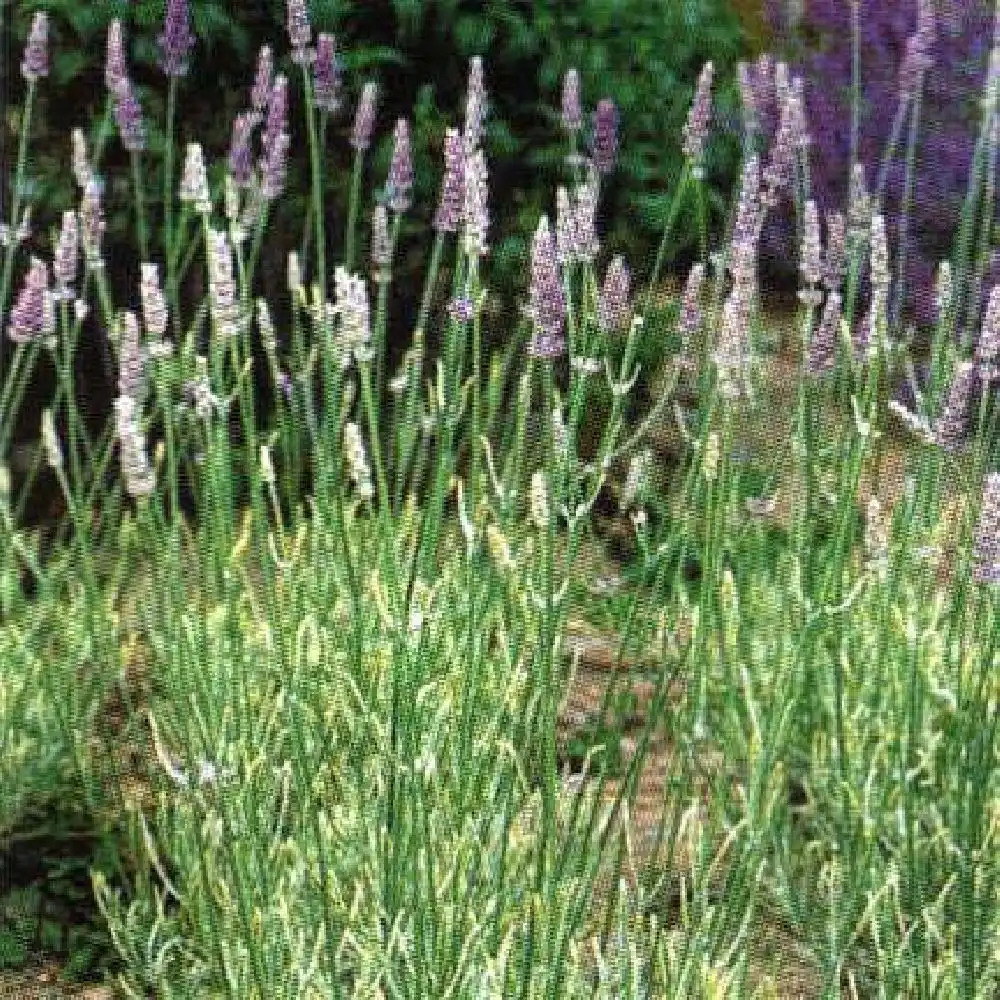 LAVANDULA x intermedia 'Walvera'