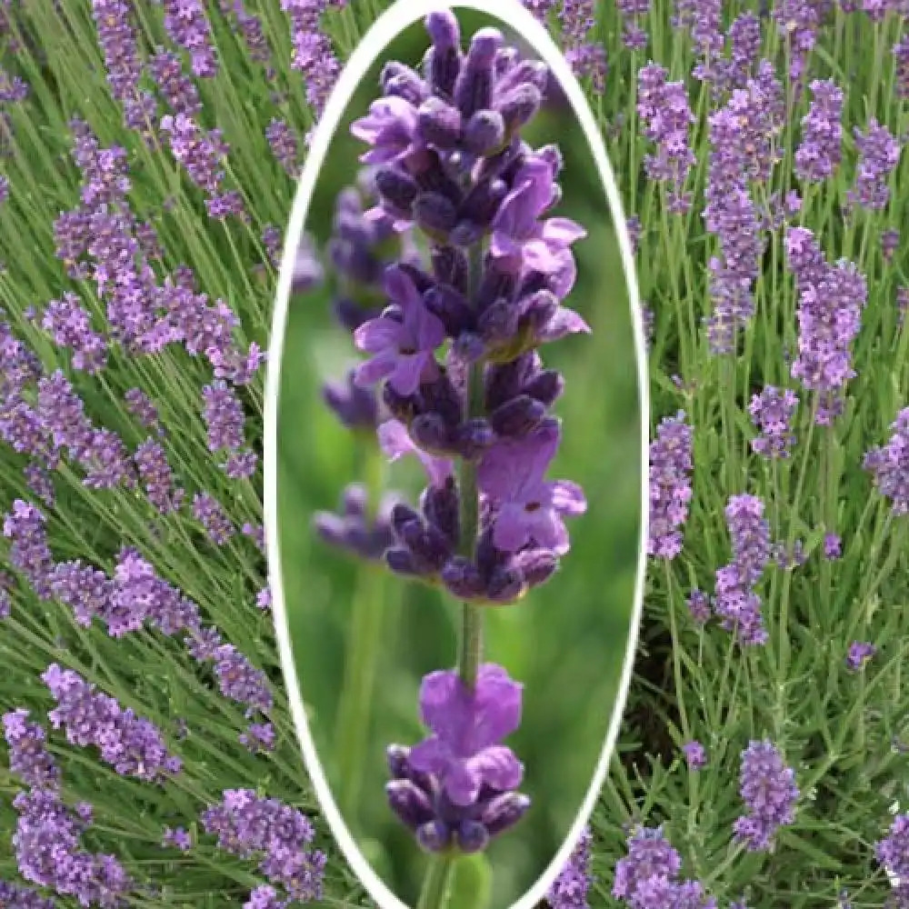 LAVANDULA x intermedia