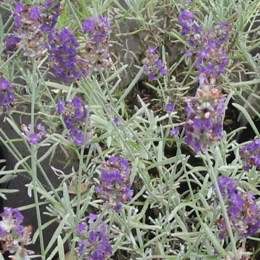 LAVANDULA x chaytoriae 'Richard Gray'