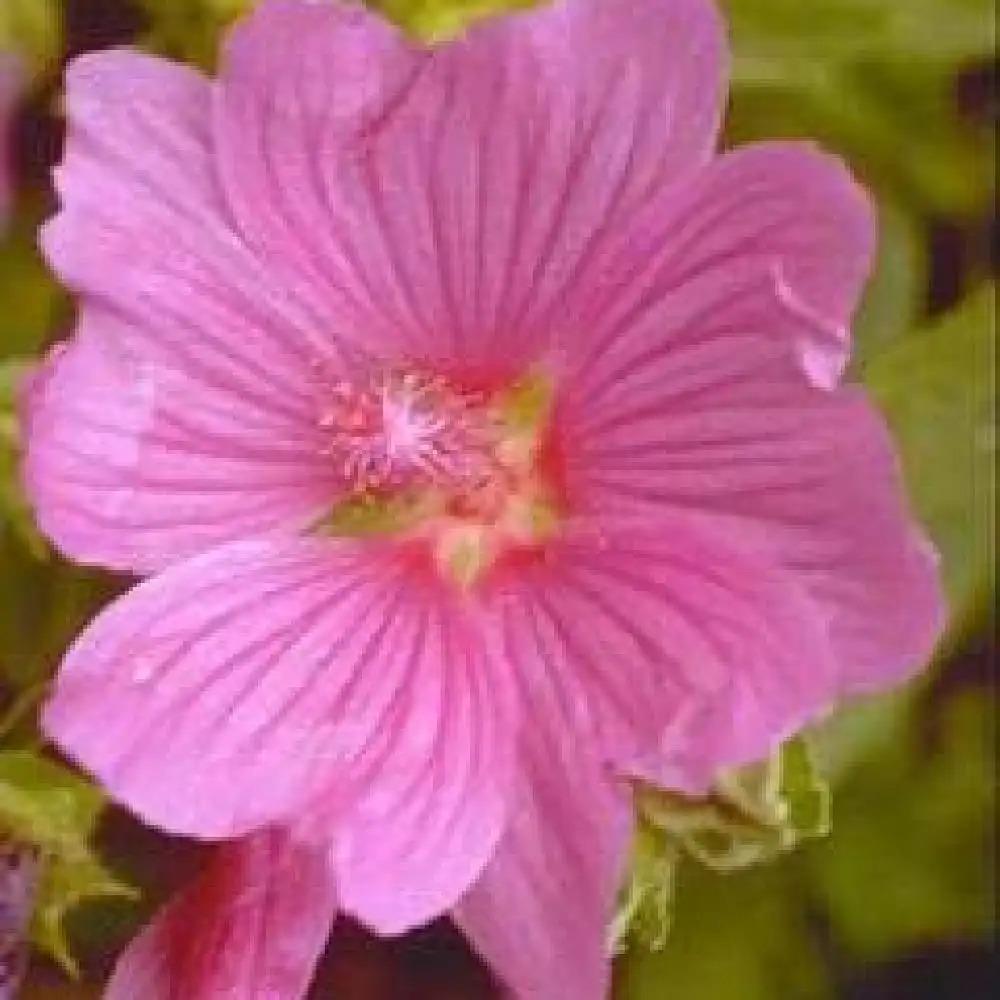 LAVATERA 'Rosea'