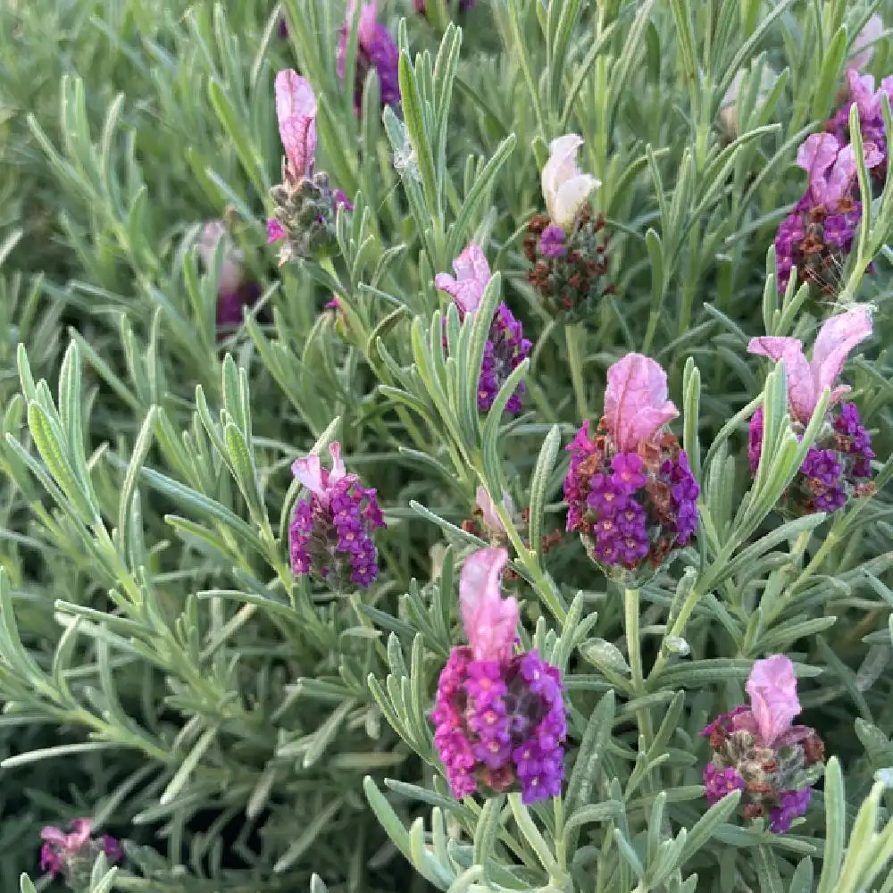 LAVANDULA stoechas 'Dark Royalty' ®