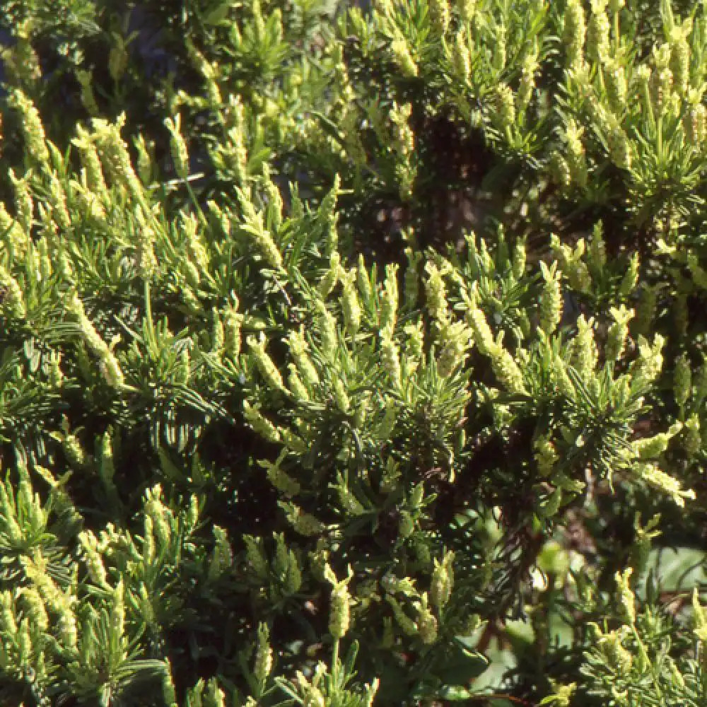 LAVANDULA stoechas var. leucantha