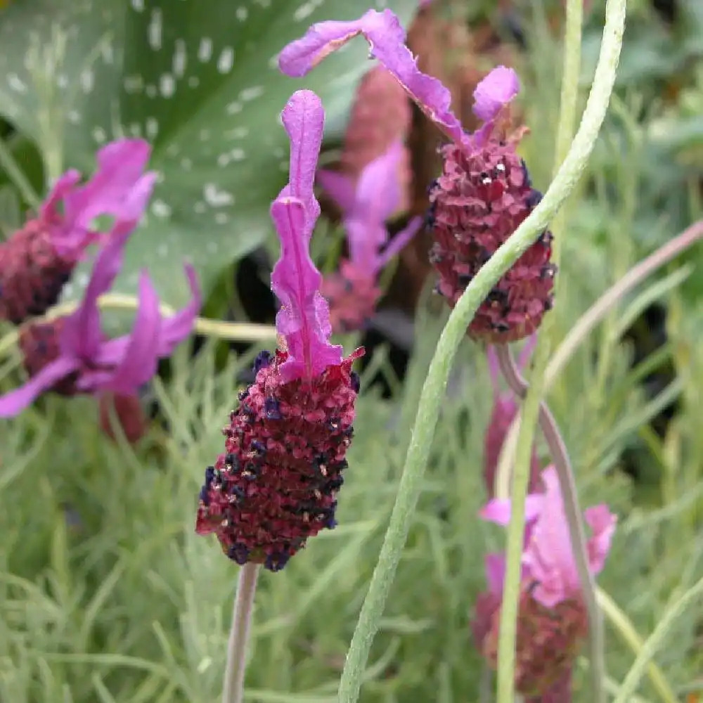 LAVANDULA stoechas ssp. pedunculata