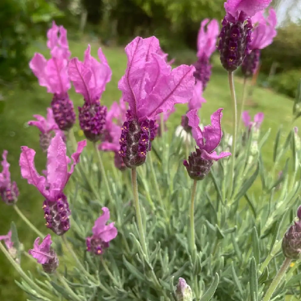 LAVANDULA stoechas 'The Princess Lavender'®