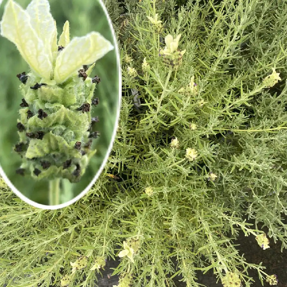 LAVANDULA stoechas 'Tiara'