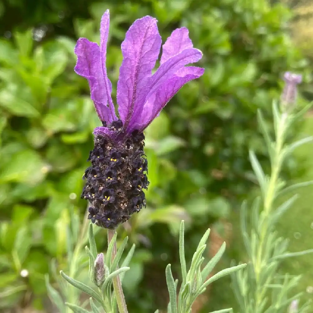 LAVANDULA stoechas 'Winter Lace'