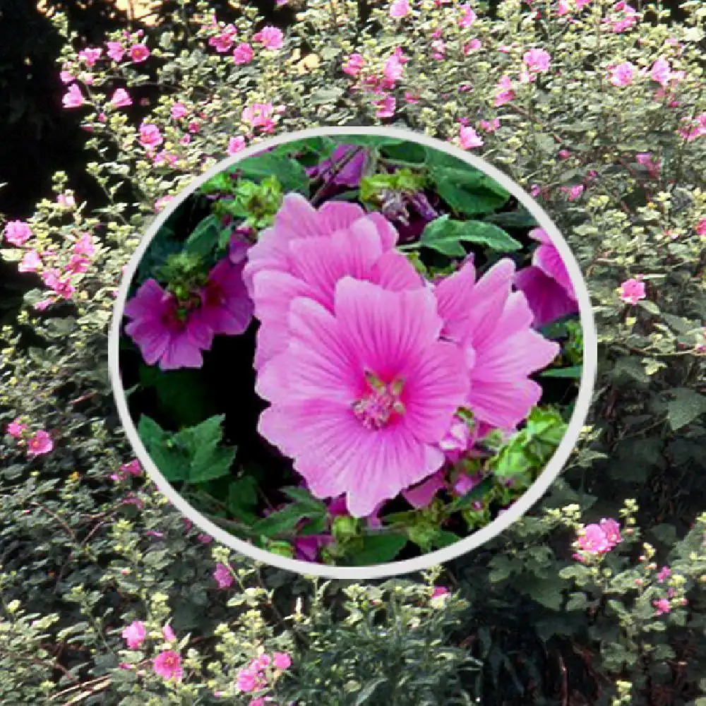 LAVATERA thuringiaca